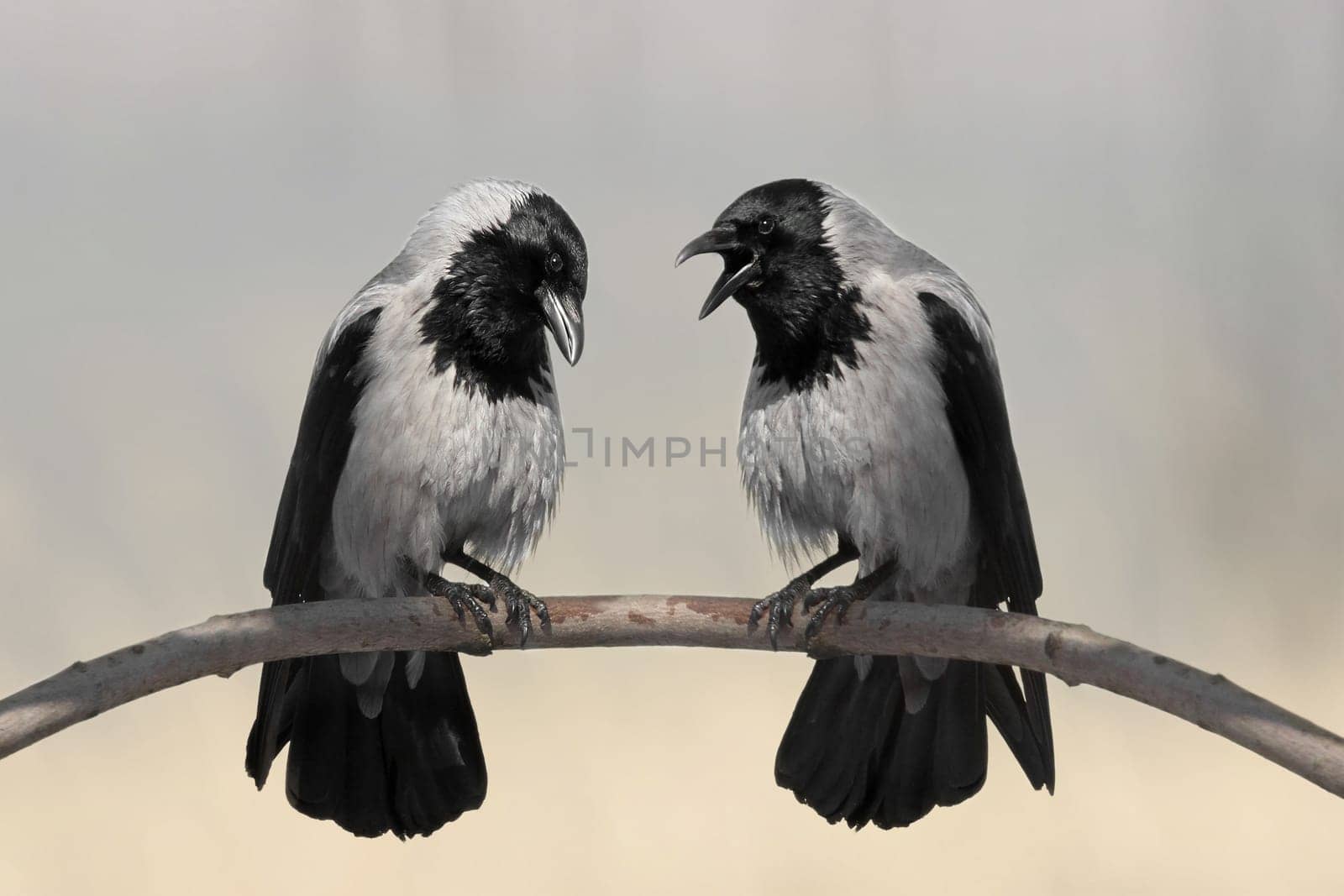 Hooded Crow (Corvus corone cornix)