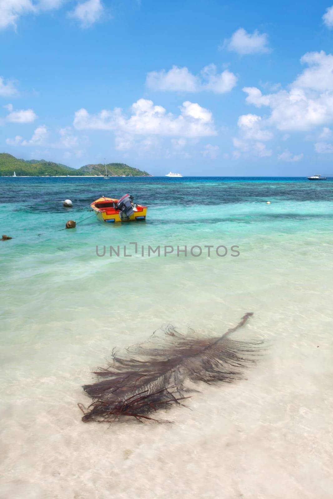 Palm leaf on the beach