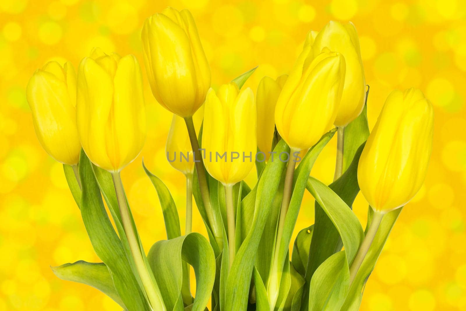 Yellow tulips bouquet against  the blurry background