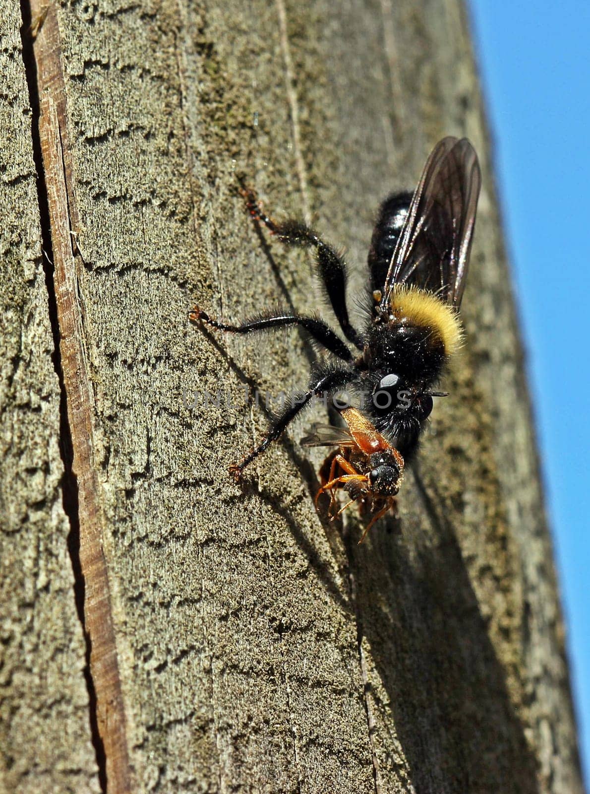 Predator fly with prey,female of Laphria ephippium