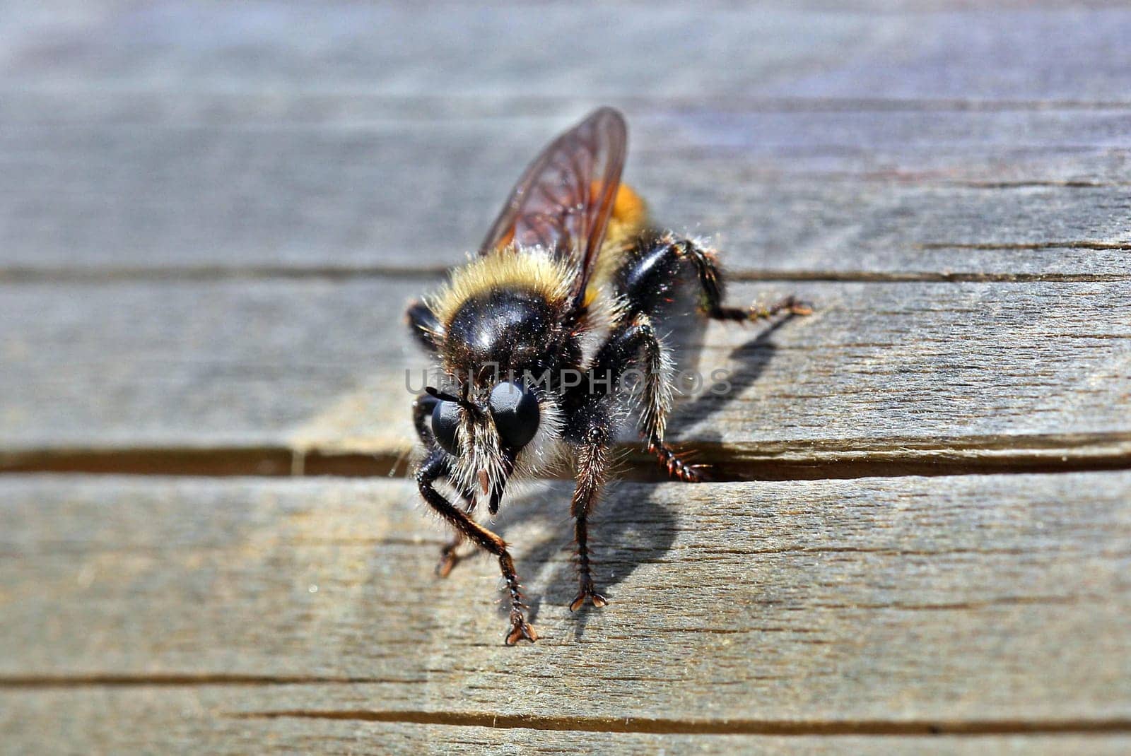 Yellow murder fly (Laphria flava)