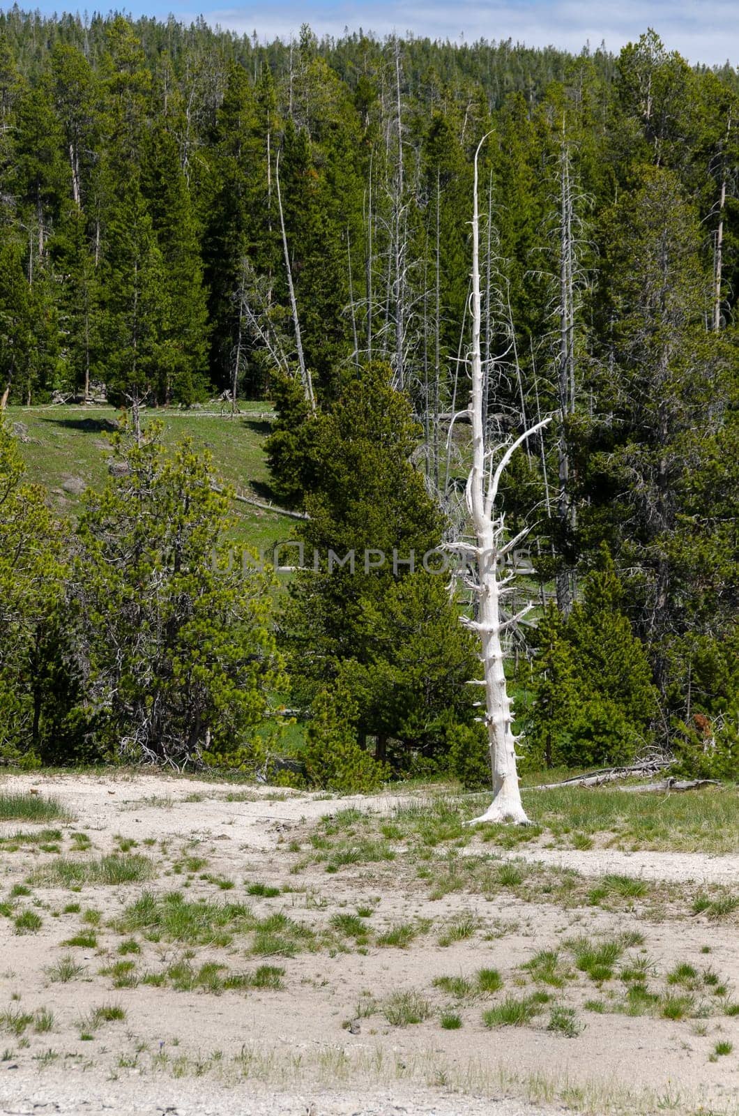 tree burned by Geyser in Yellowstone National Park in Wyoming in the United States of America