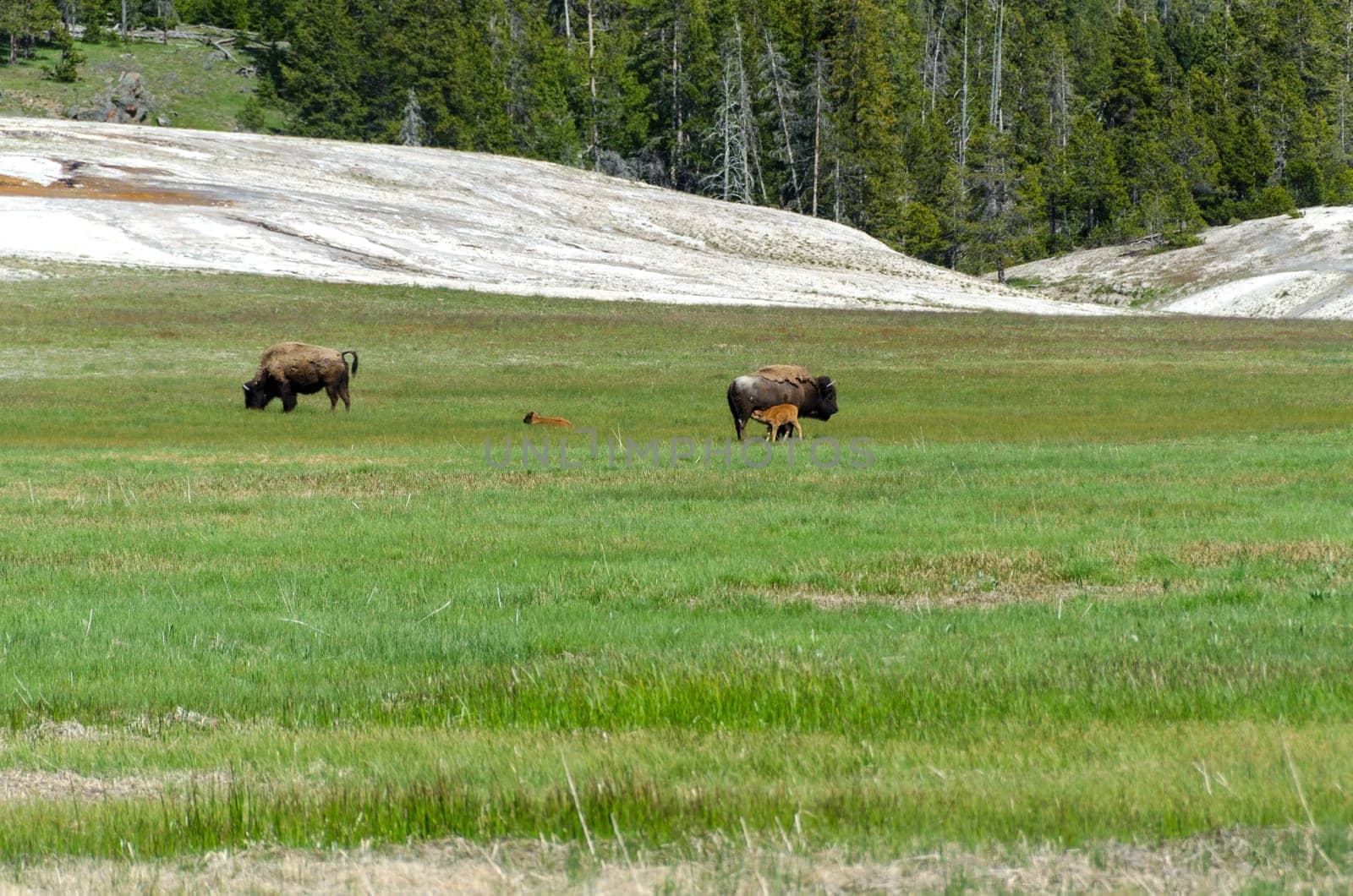 bison with calves in Yellowstone National Park in Wyoming in the United States of America