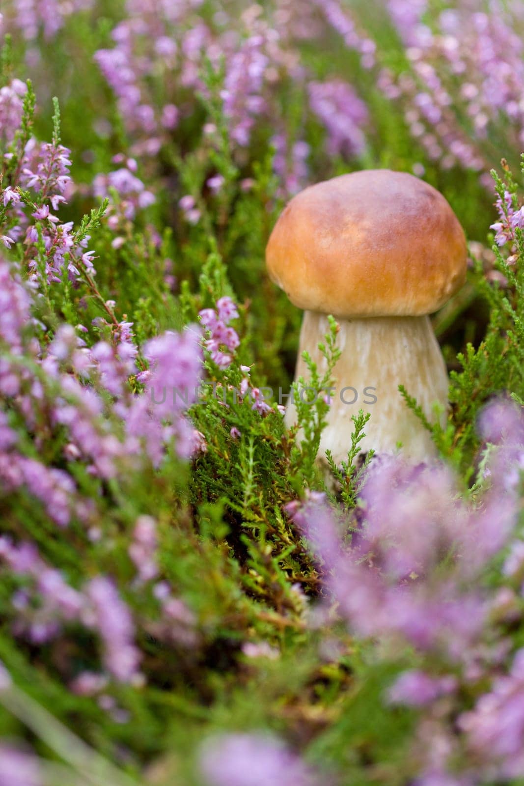 Small boletus on the background of violet heather in the forest