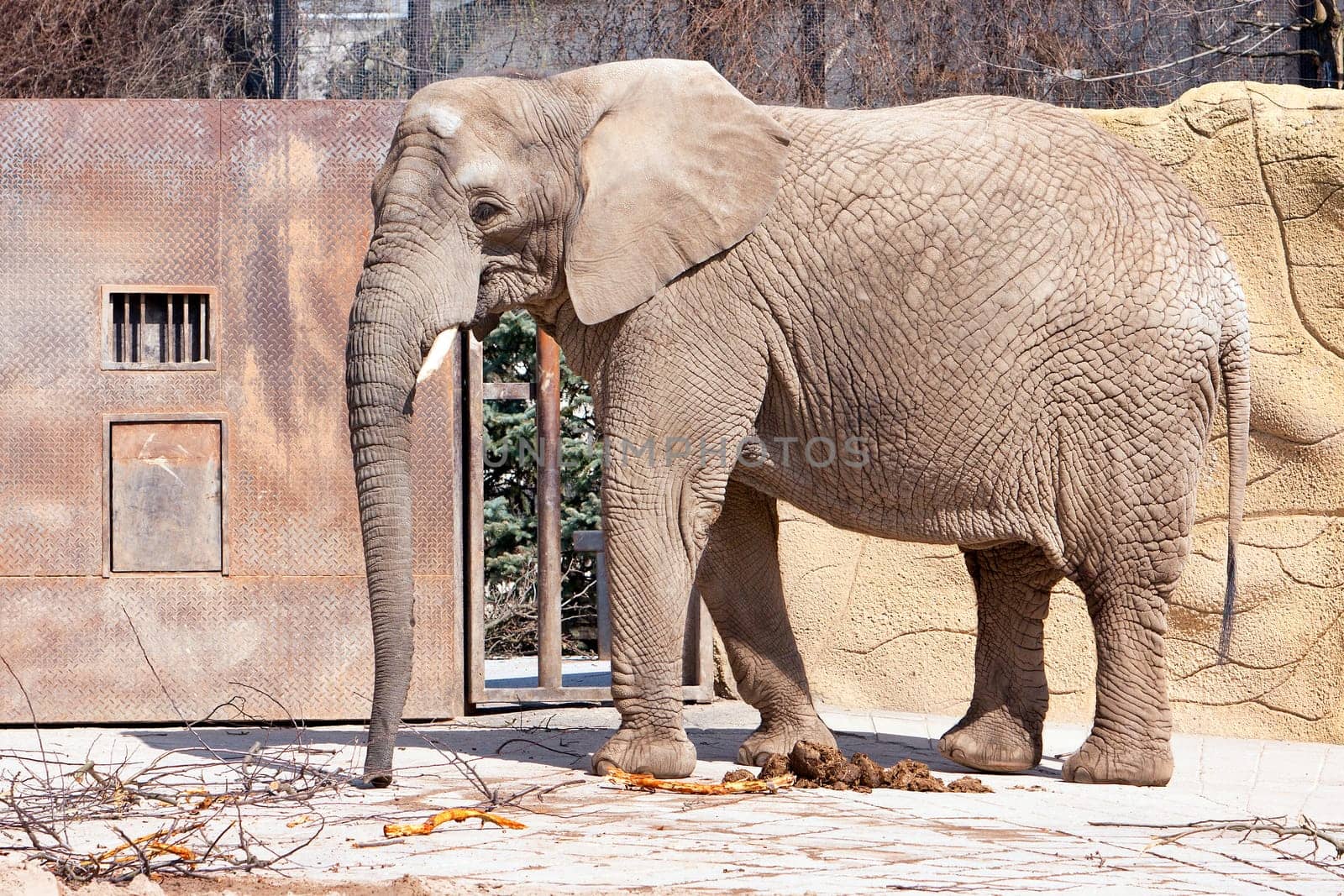 elephant in ZOO with dry branches