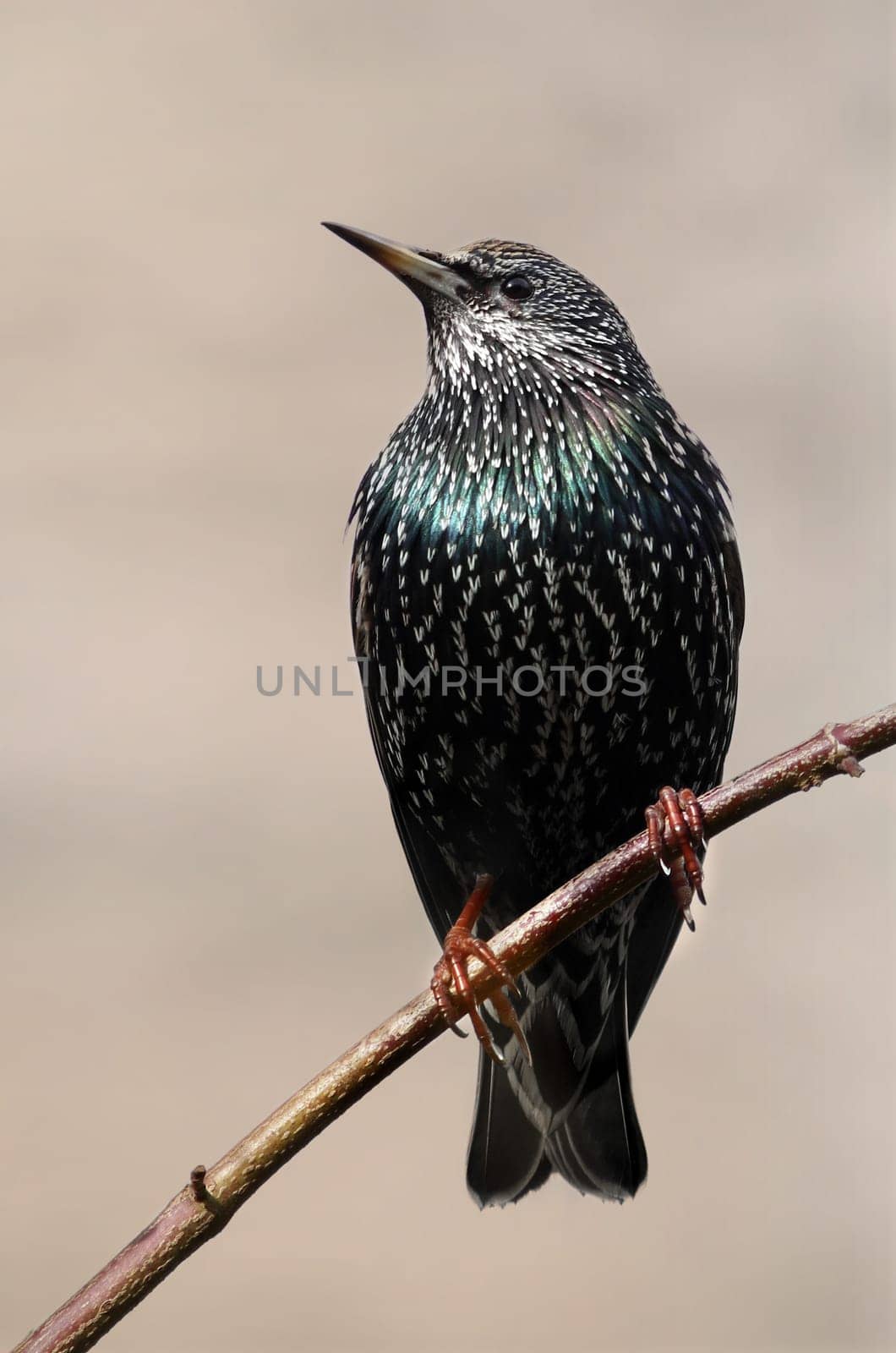 Sturnus Vulgaris - The Star