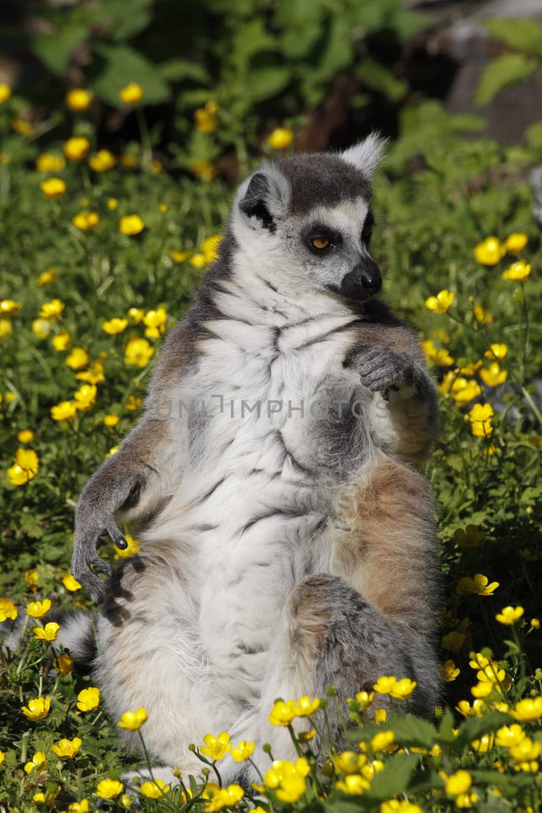 Ring-tailed lemur