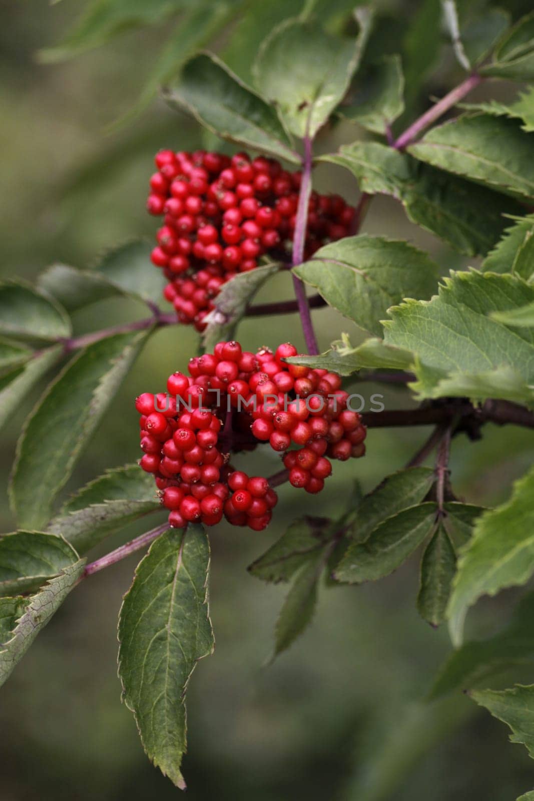 Red Elderberry
