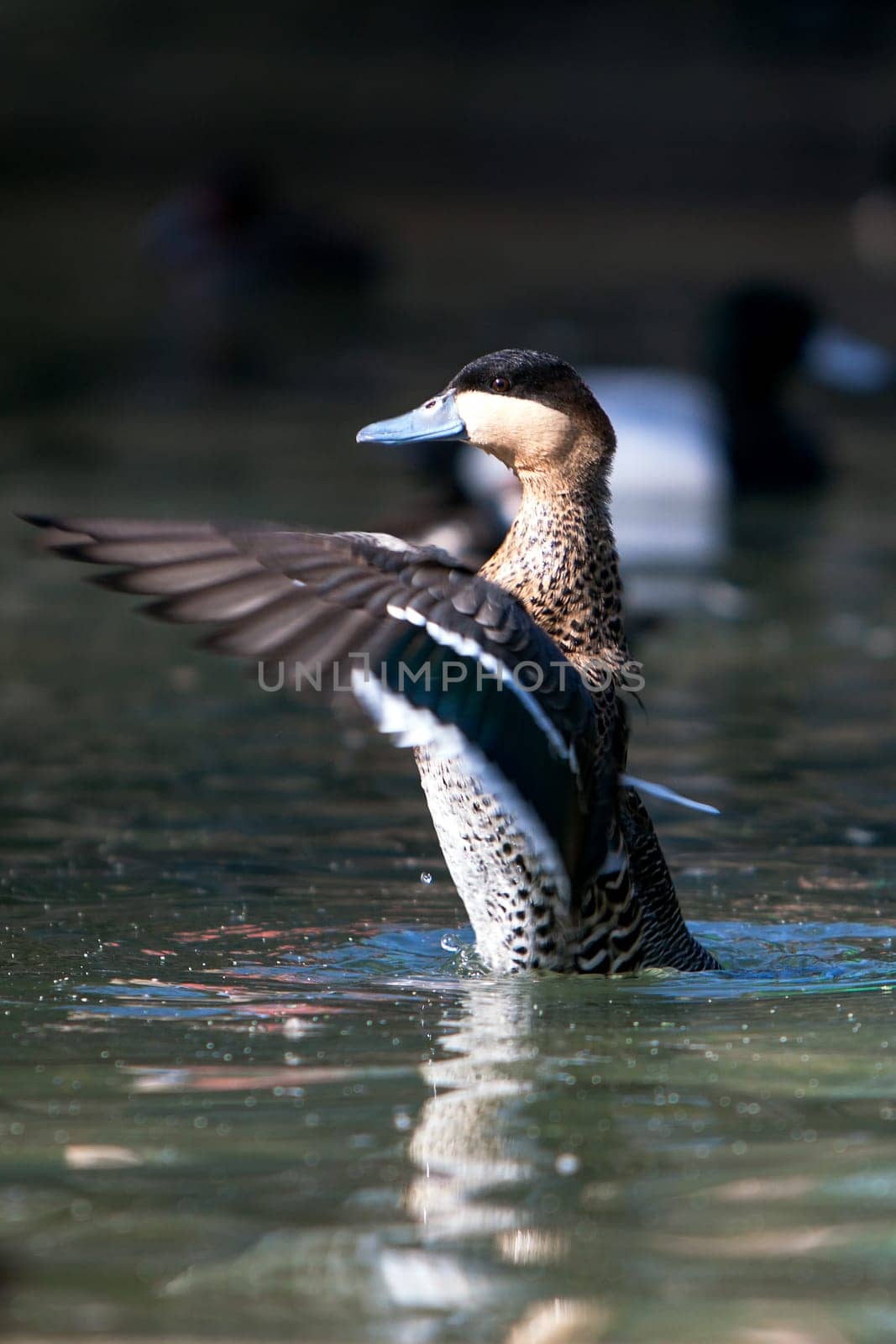 wild duck start to fly on the pond