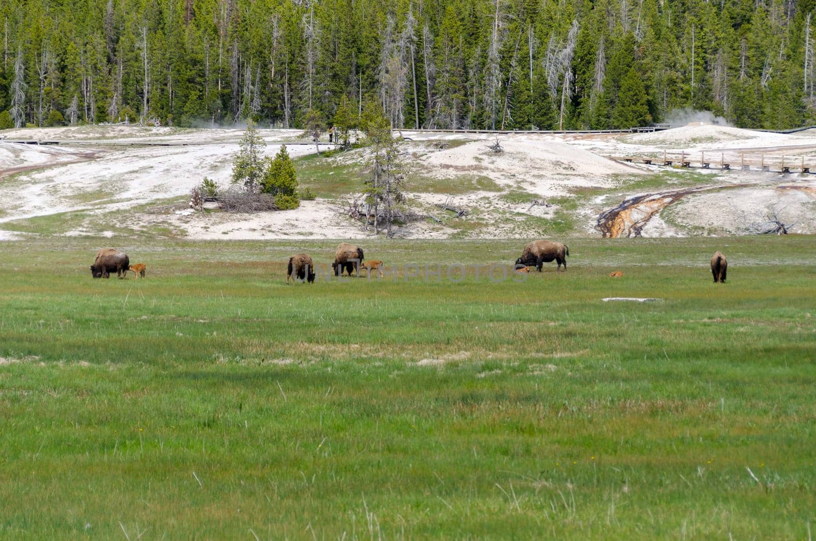 Bison grazing in Yellowstone National Park in Wyoming in the United States of America