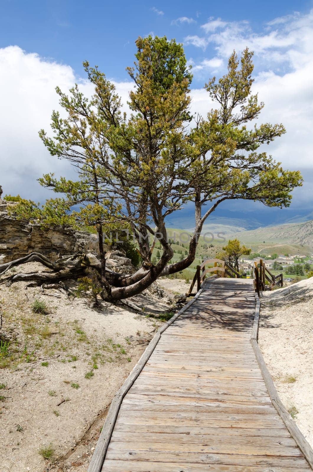 wooden walkway at Mammoth Hot Springs in Yellowstone National Park in Wyoming in the United States of America