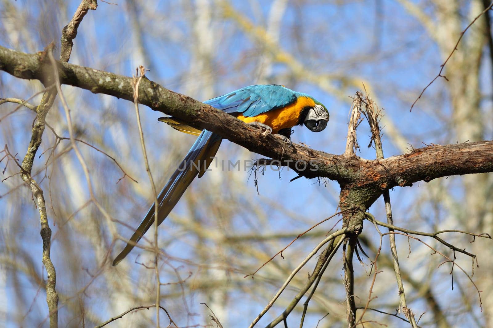 Details of ara ararauna perched on a branch
