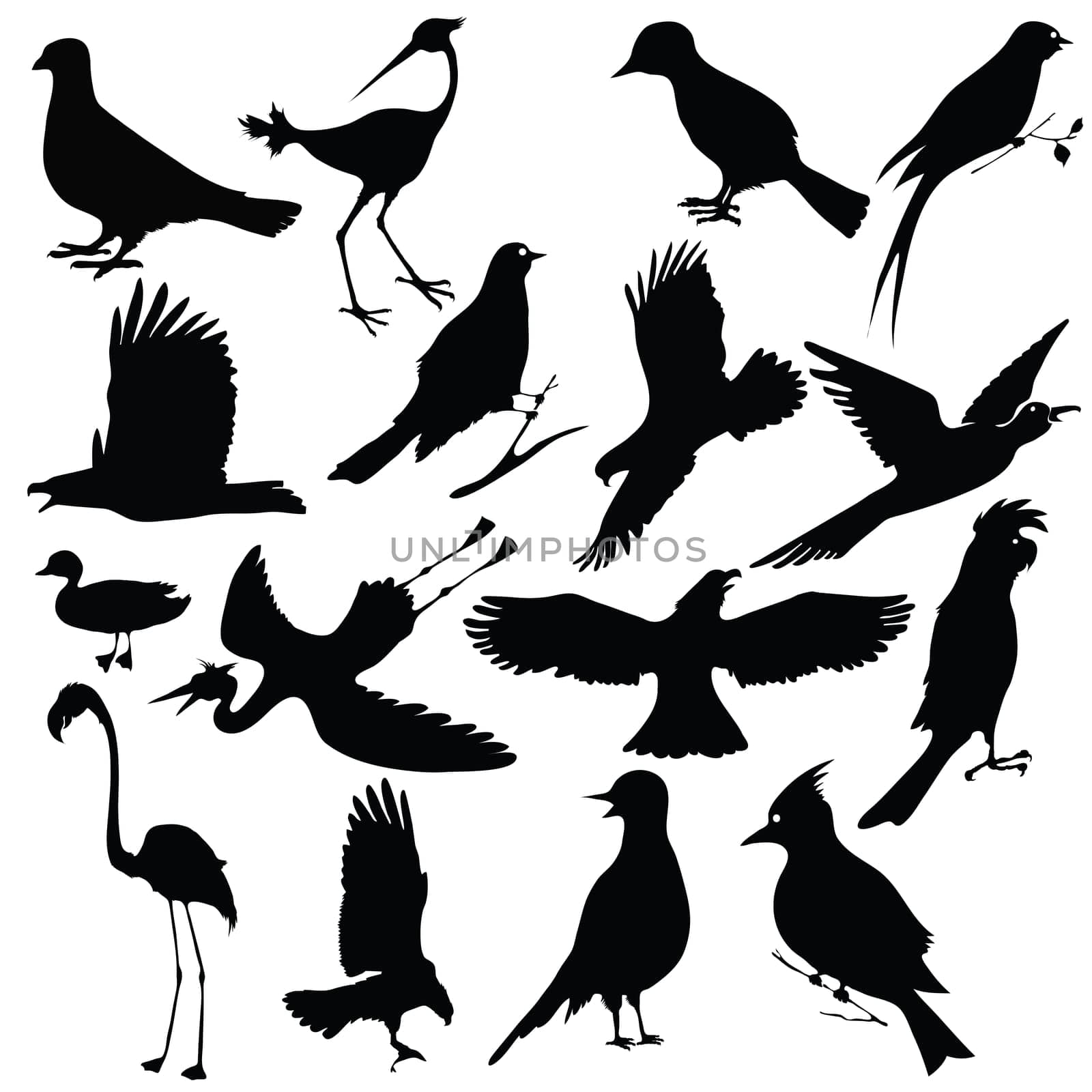 black silhouettes of birds for your design