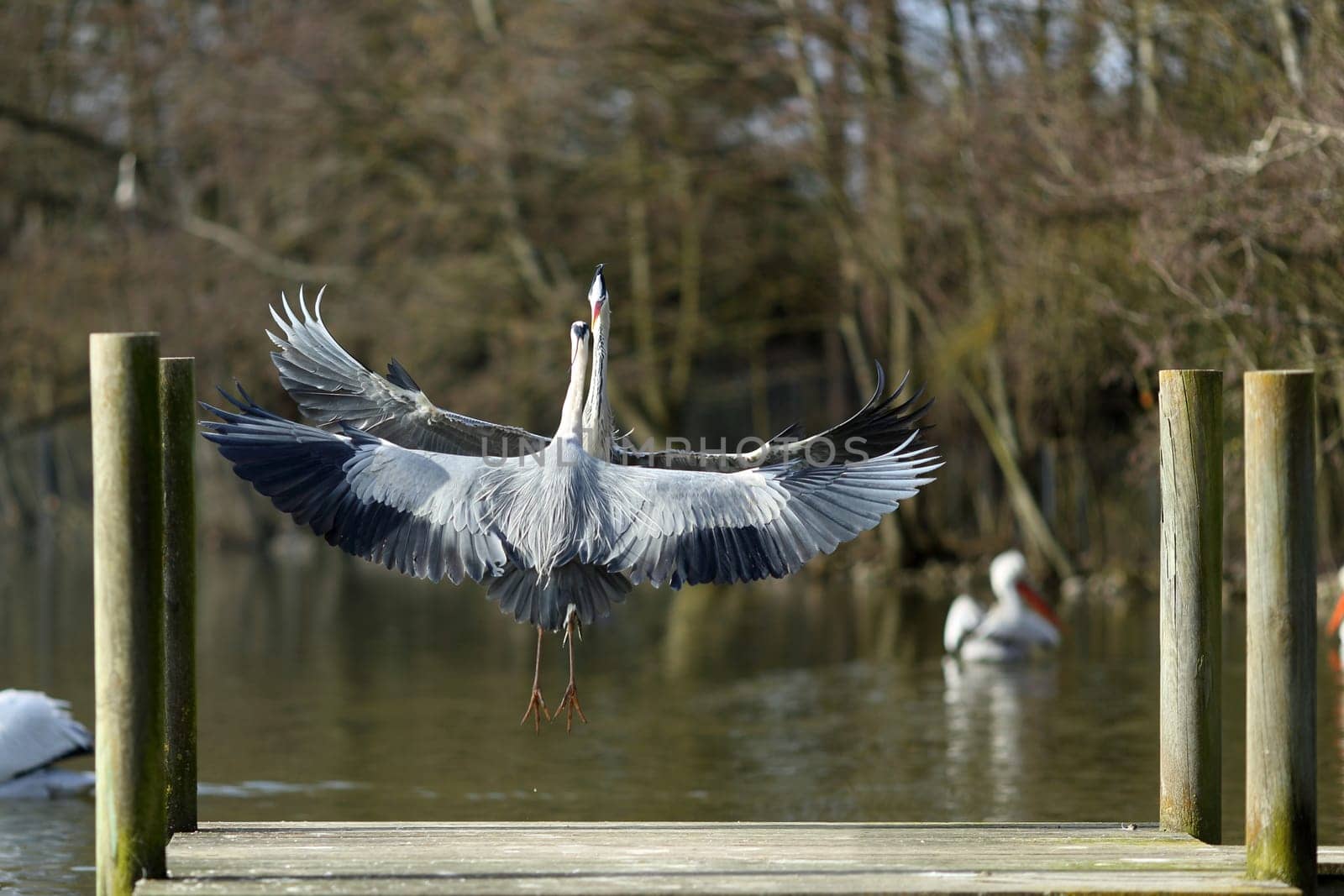 Details of fighting grey heron in nature