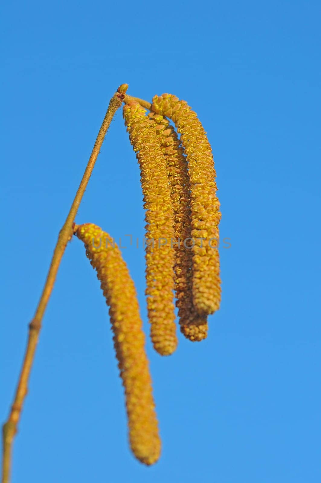 Hazelnut