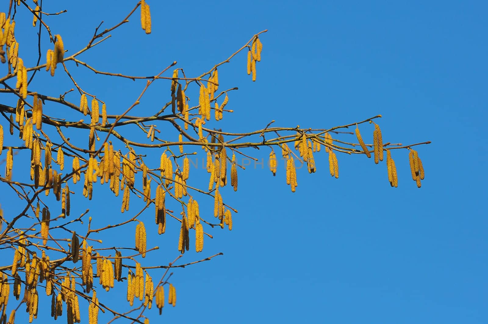 Hazelnut branch