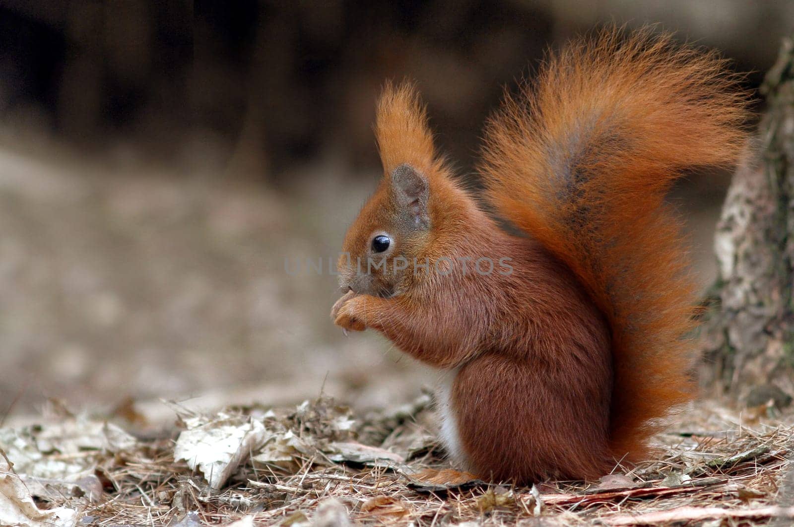 The squirrel (Sciurus vulgaris)