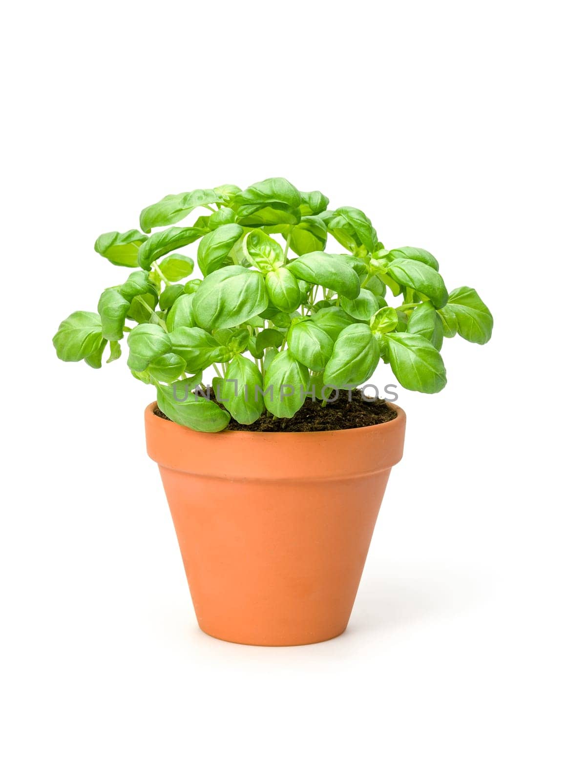 Basil in a clay pot