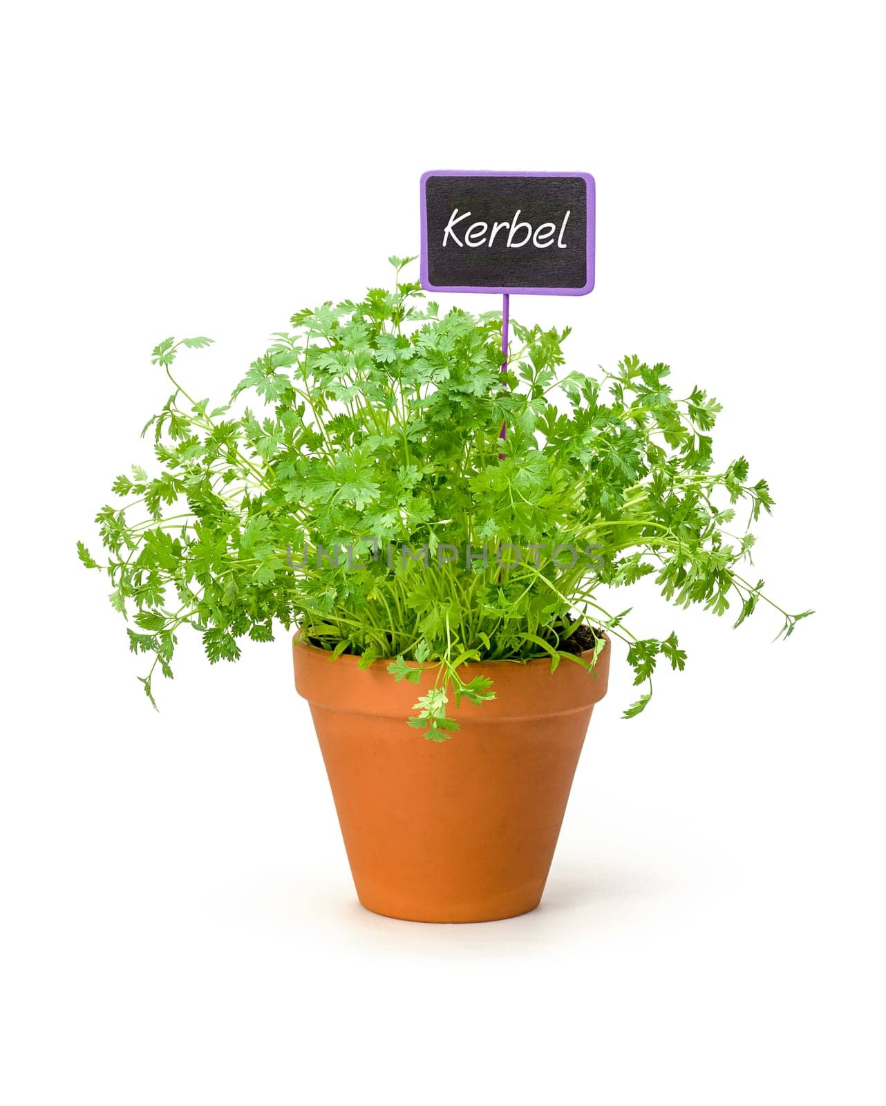 Chervil in a clay pot with plant plug