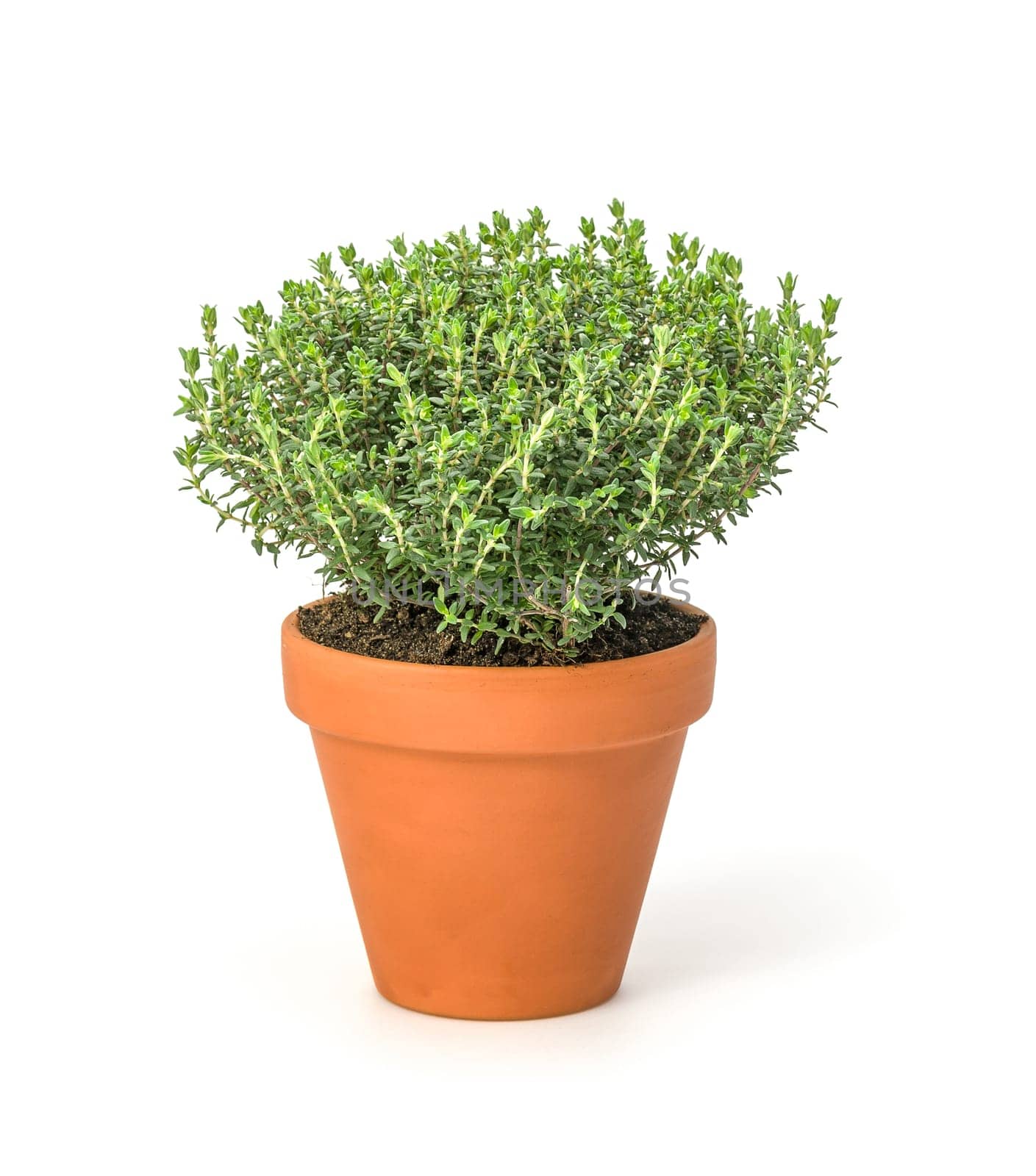 Thyme in a clay pot