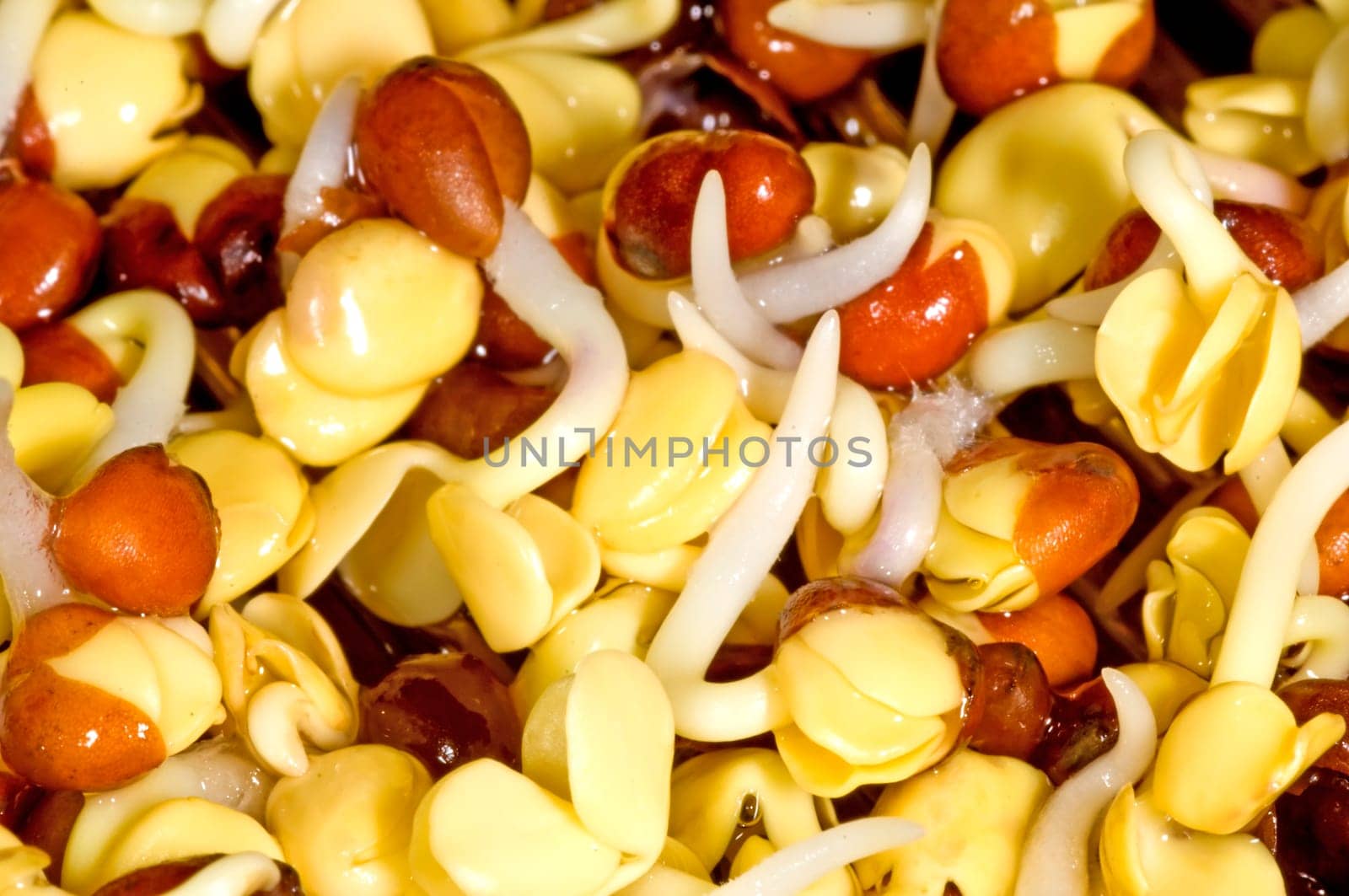 Radish sprouts