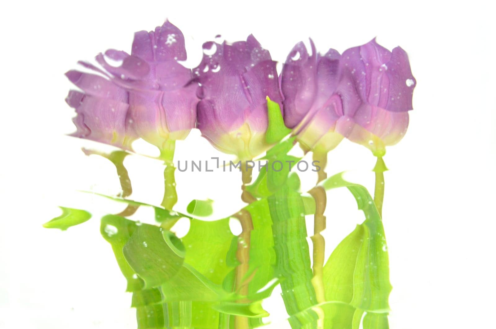 Blurred violet tulips isolated on white background