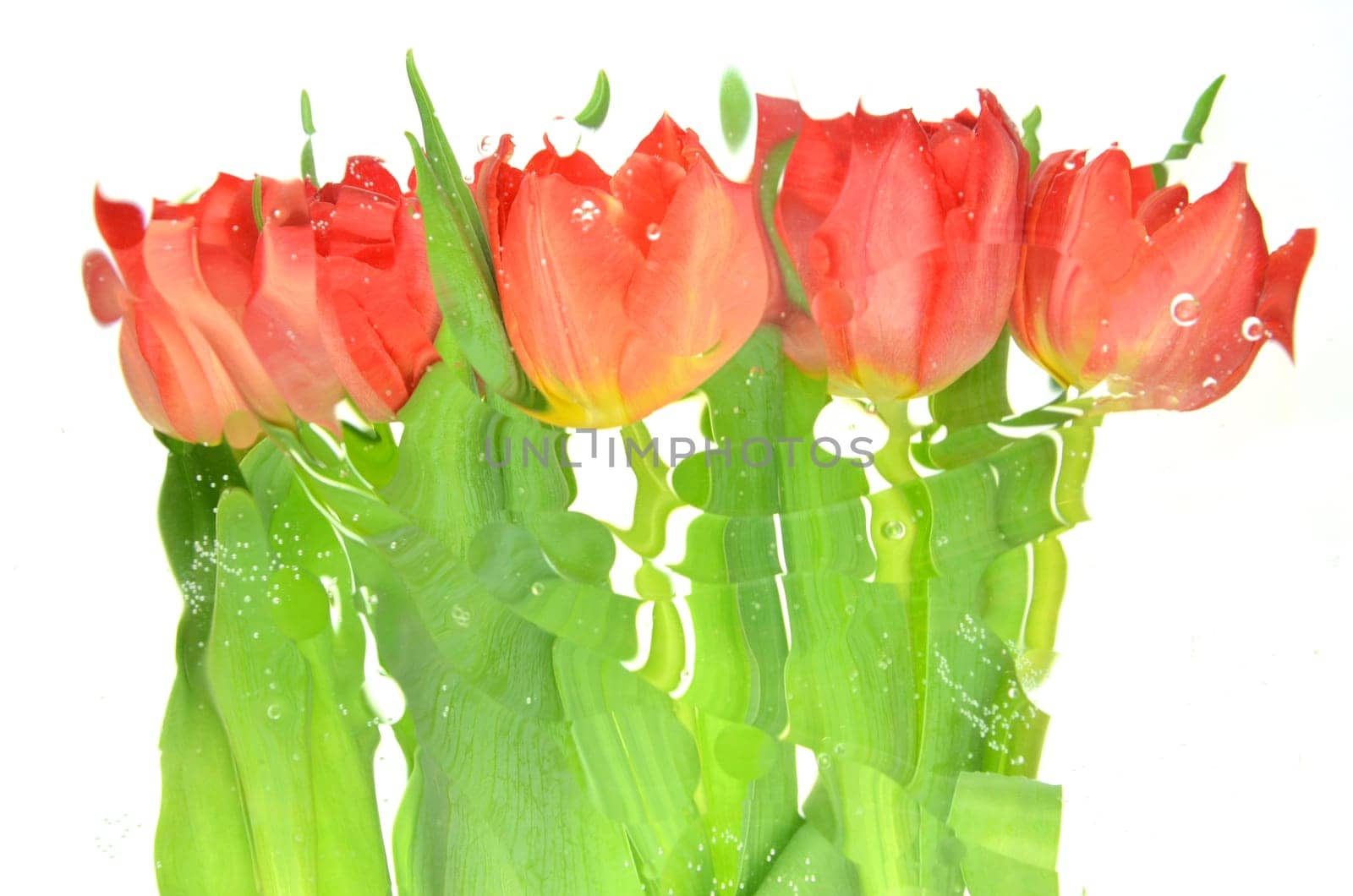 Blurred red tulips isolated on white background