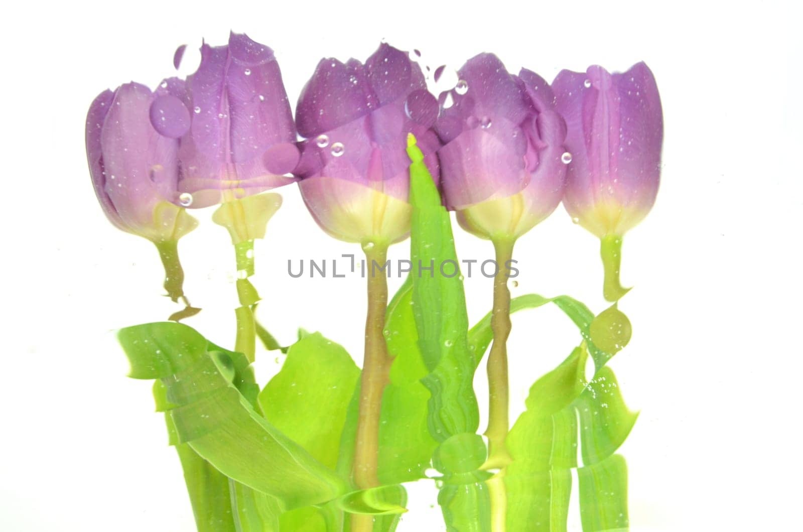 Blurred violet tulips isolated on white background