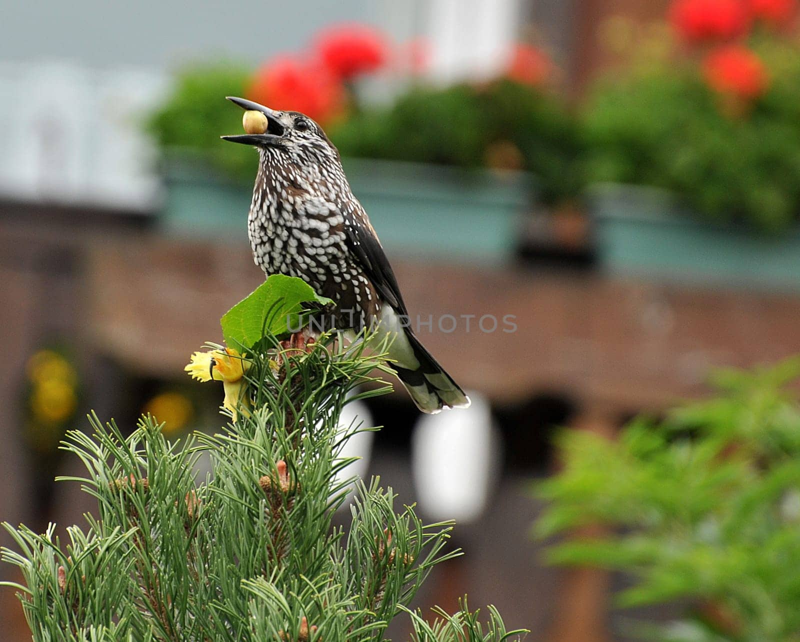 Nutcracker with nuts