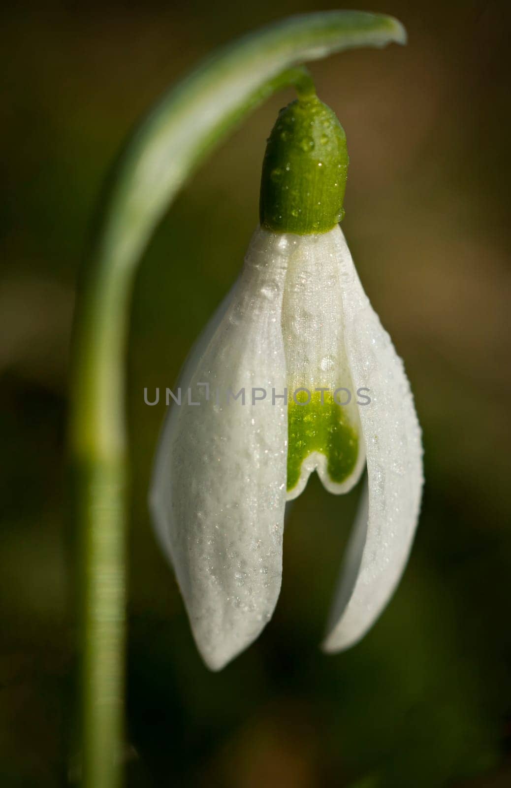Snowdrop