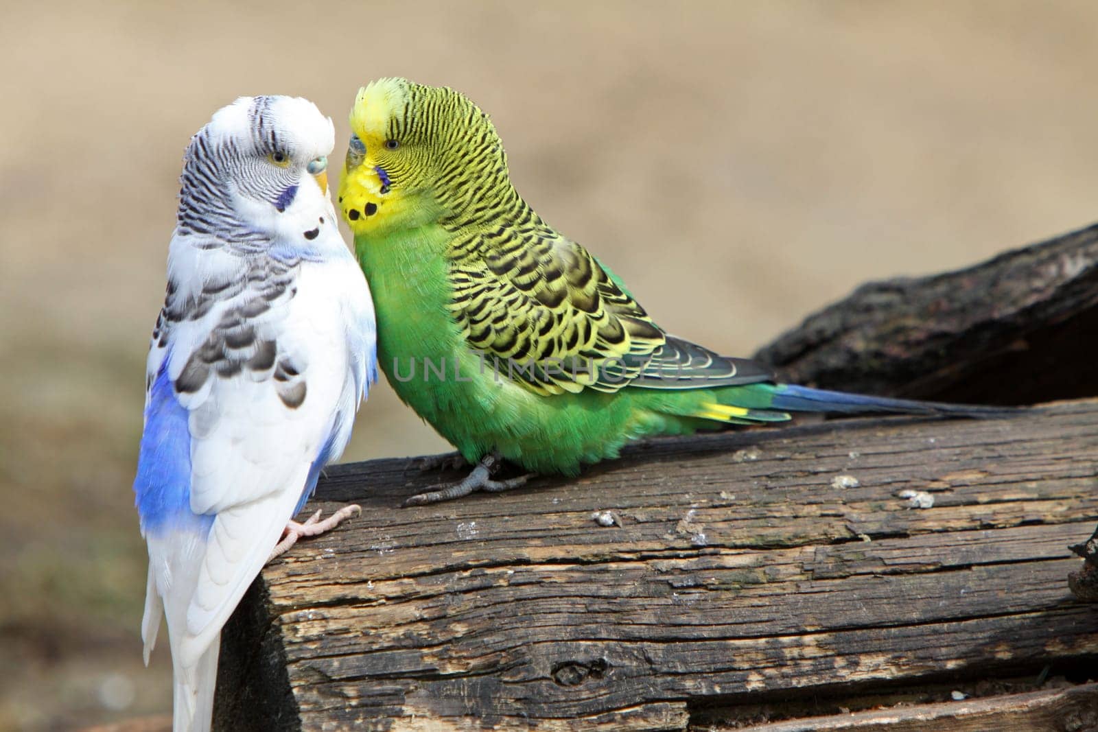 Two cuddling budgies