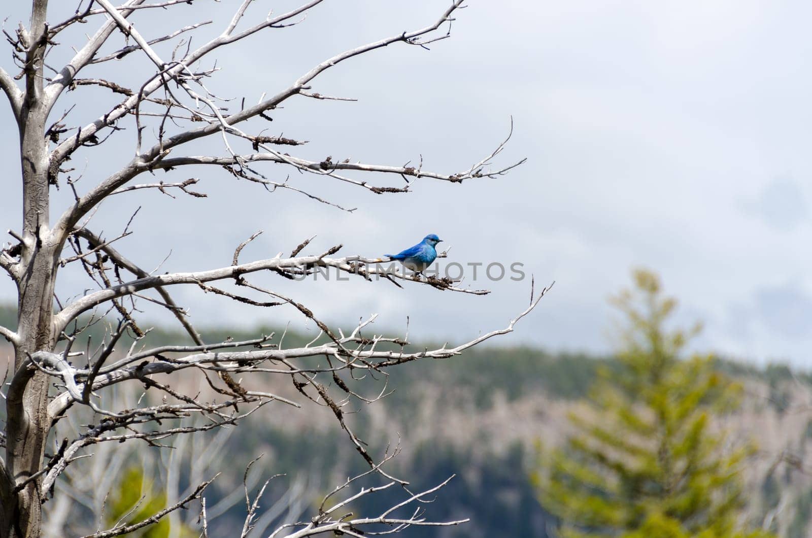 Mountain Bluebird at Mammoth Hot Springs in Yellowstone National Park in Wyoming in the United States of America