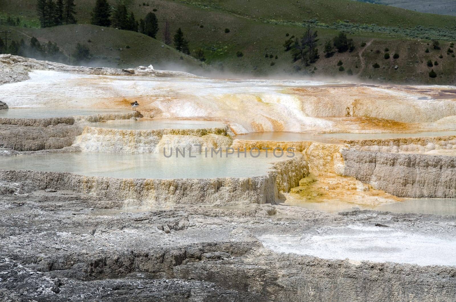 landscape at Mammoth Hot Springs in Yellowstone National Park in Wyoming in the United States of America
