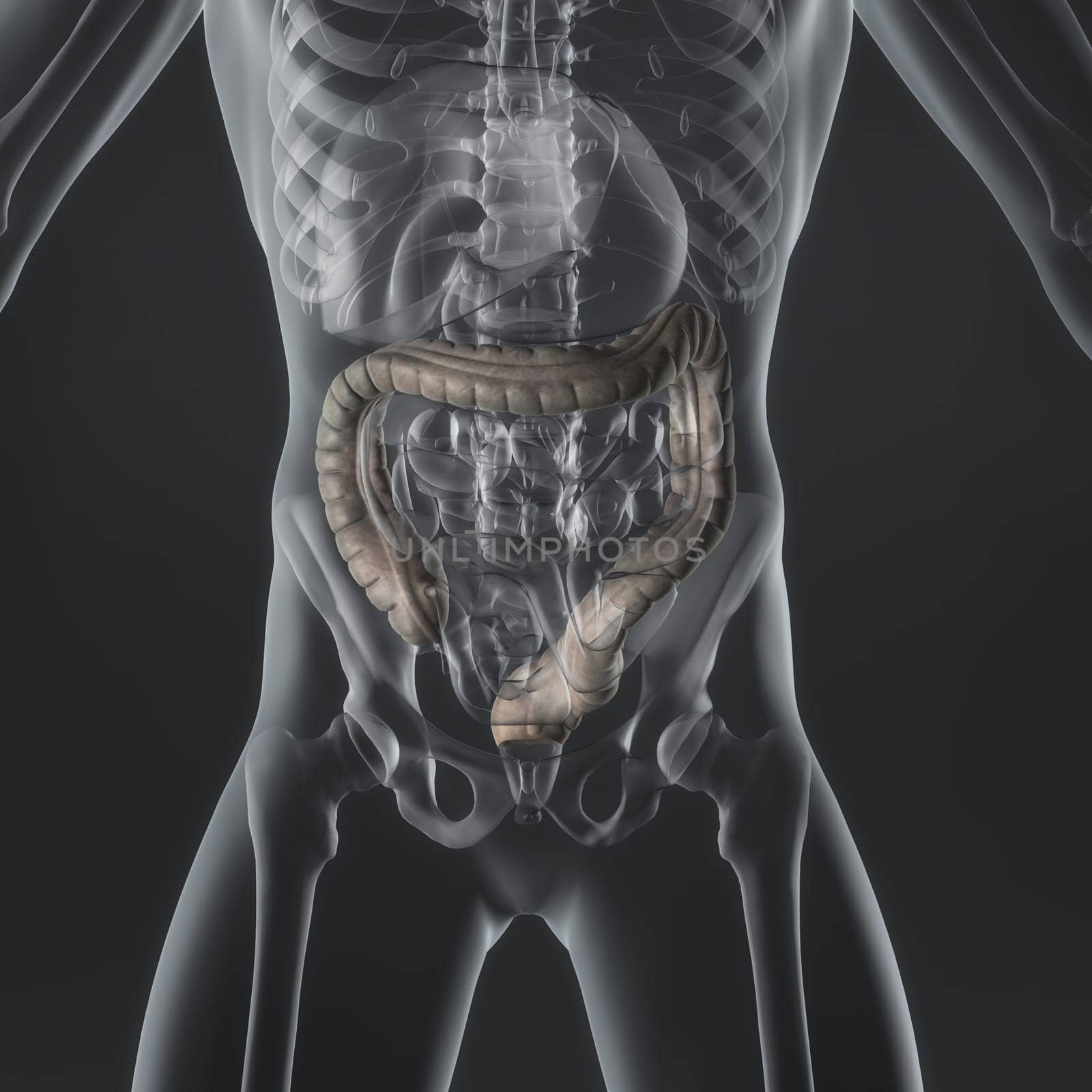 An Illustration of a man's anatomy showing the large intestine in an x-ray style.