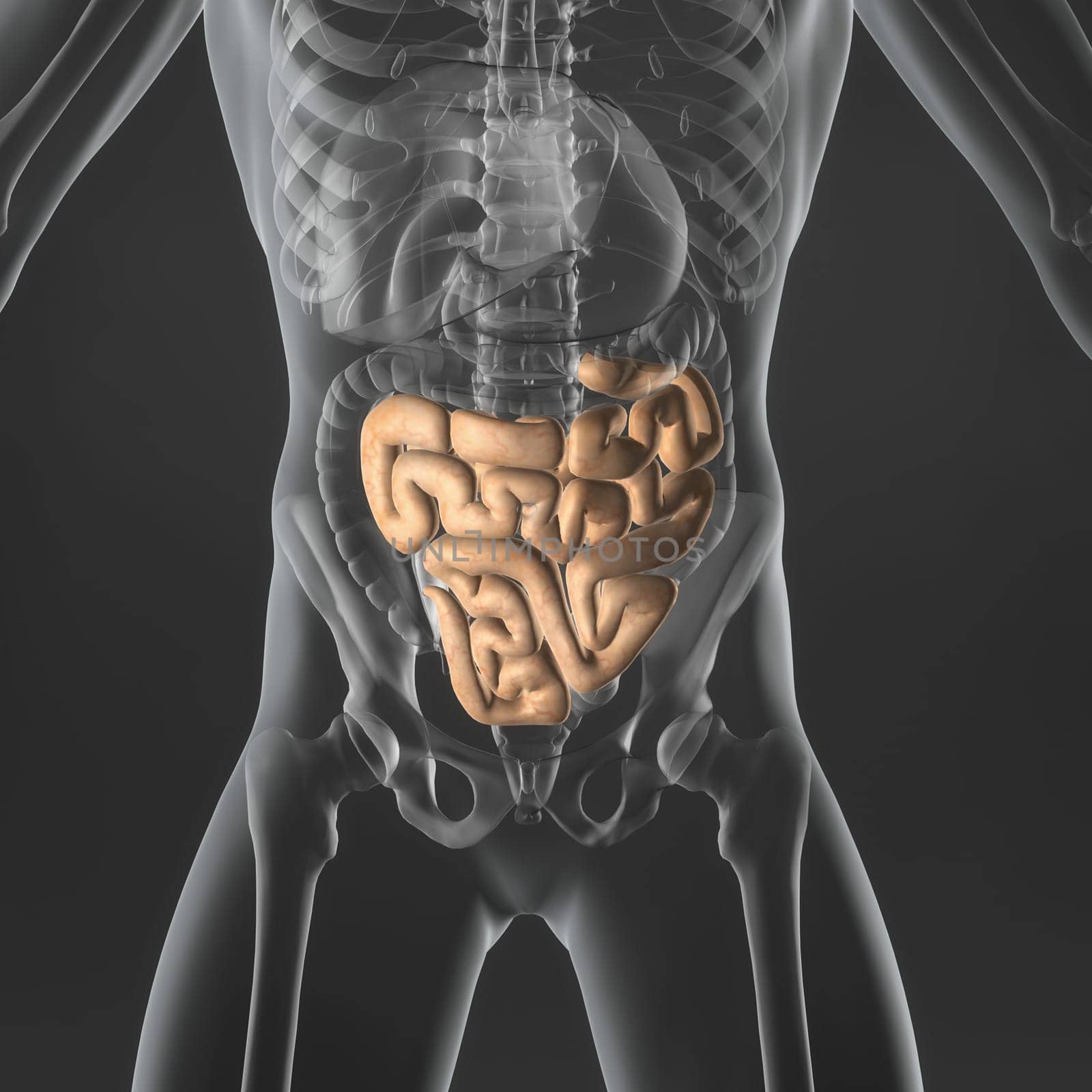 An Illustration of a man's anatomy showing the small intestine in an x-ray style.