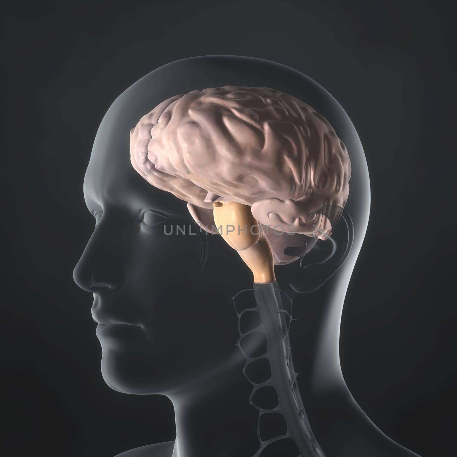 An Illustration of a man's anatomy showing the brain in an x-ray style.