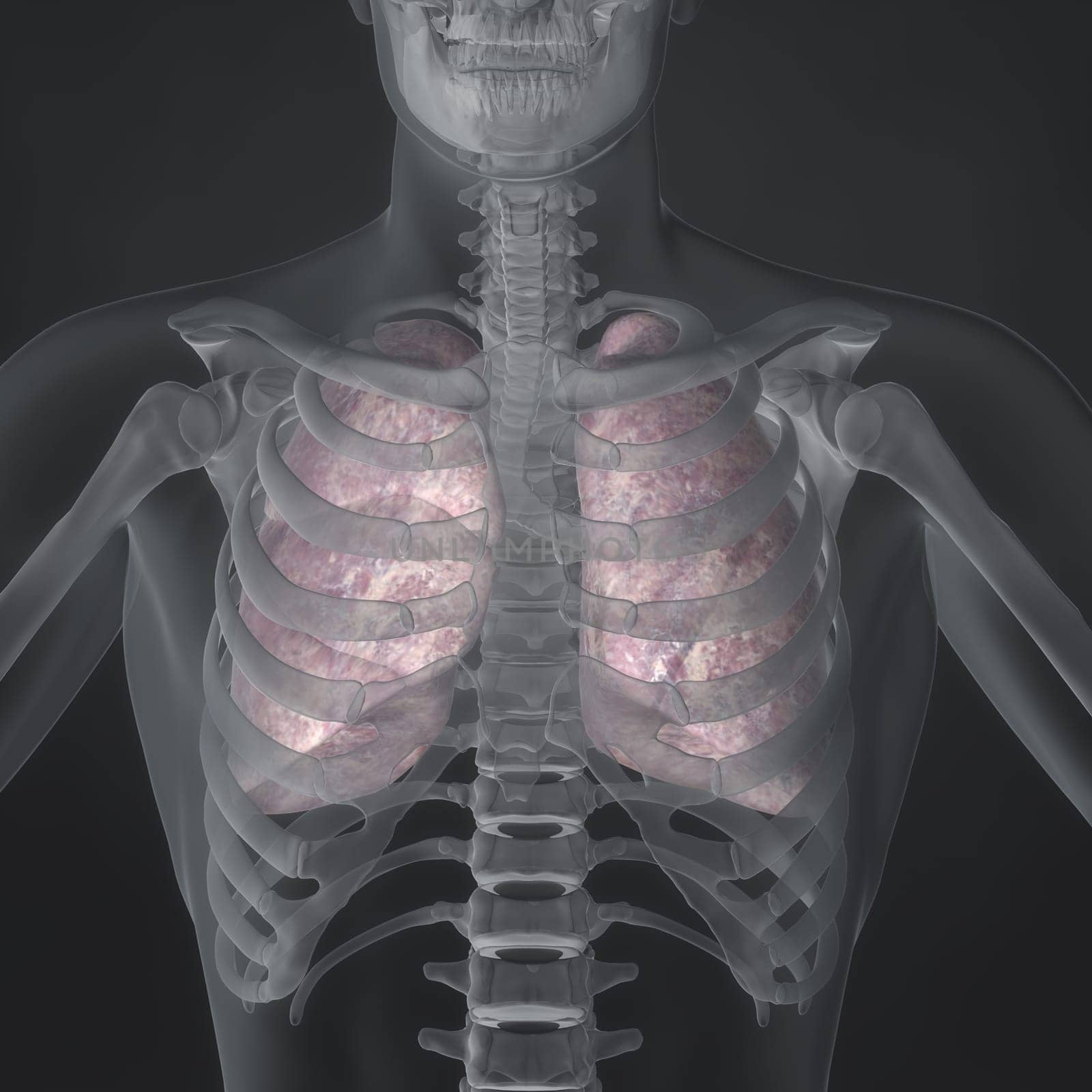 An Illustration of a man's anatomy showing the lungs in an x-ray style.
