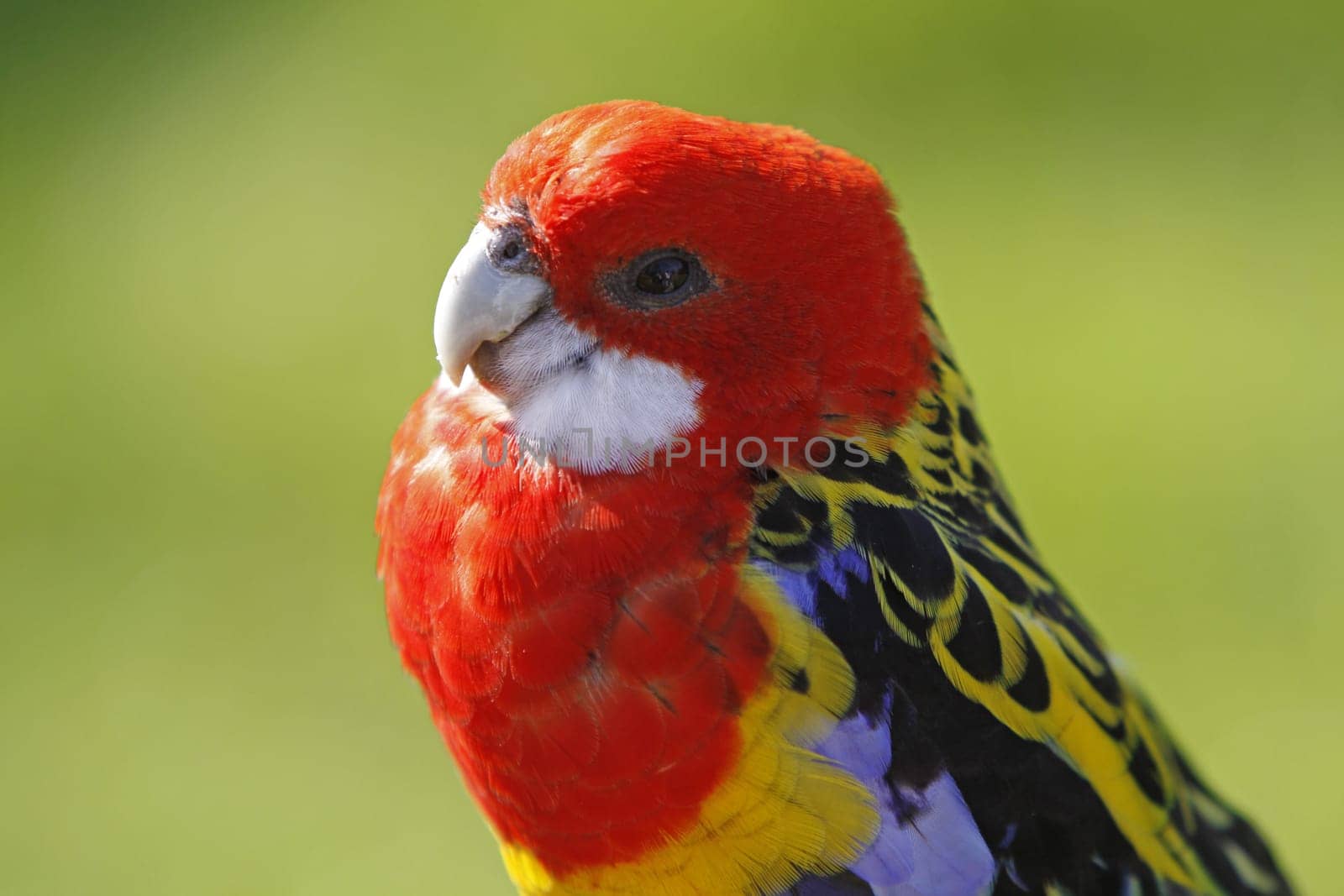 Rosella parakeet