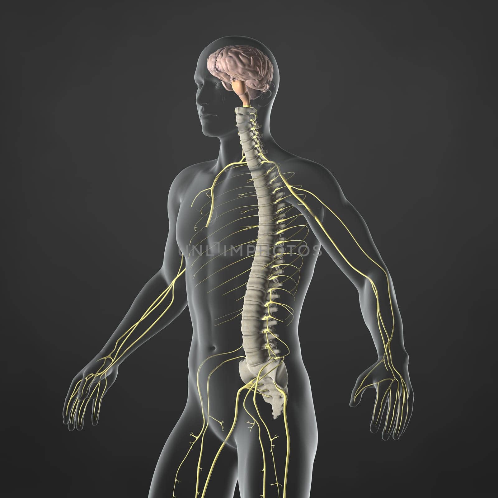 An Illustration of a man's anatomy showing the sympathetic nervous system in an x-ray style.