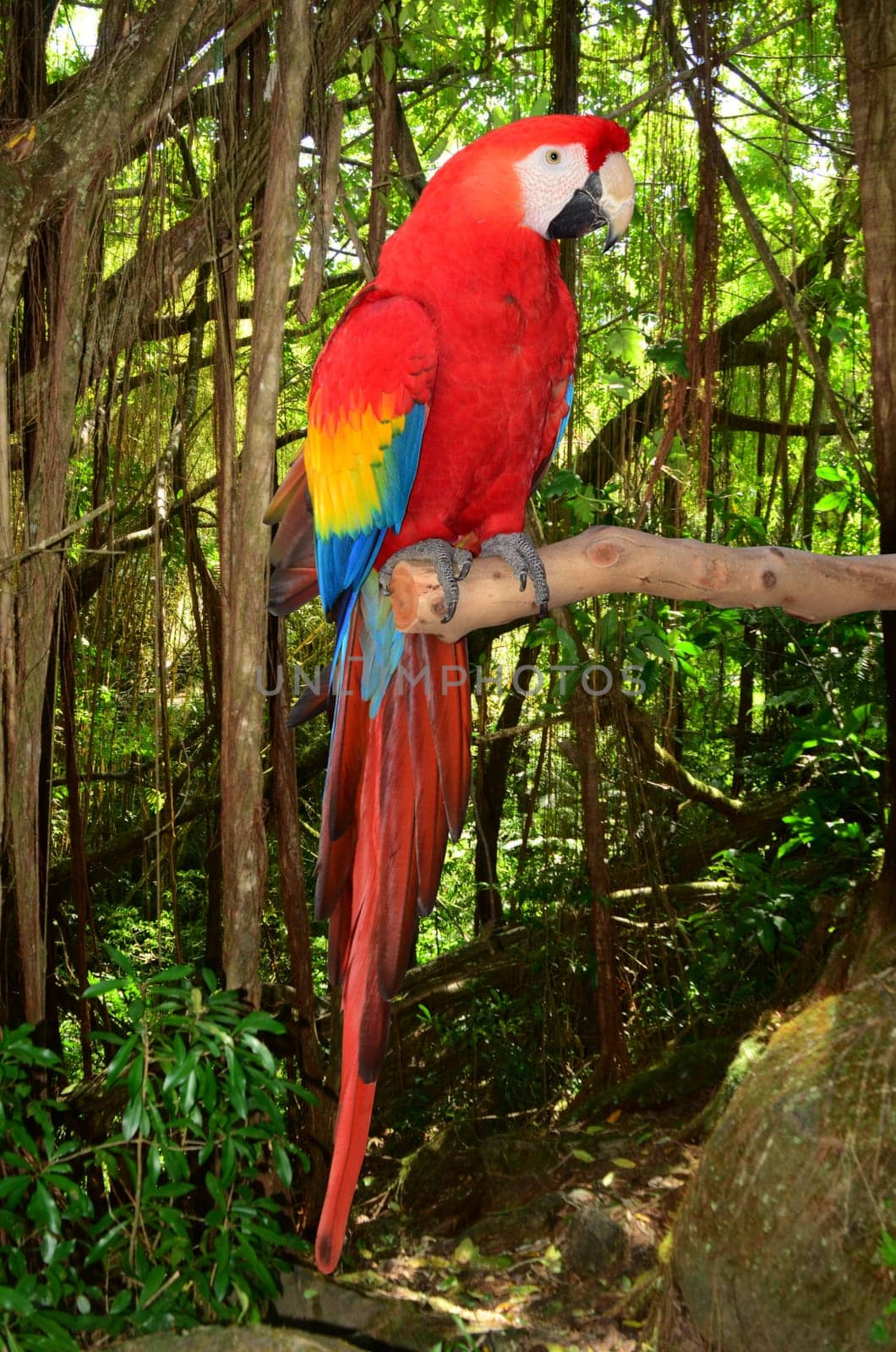 A photo of a macaw parrot perched in a branch in the tropical jungle.