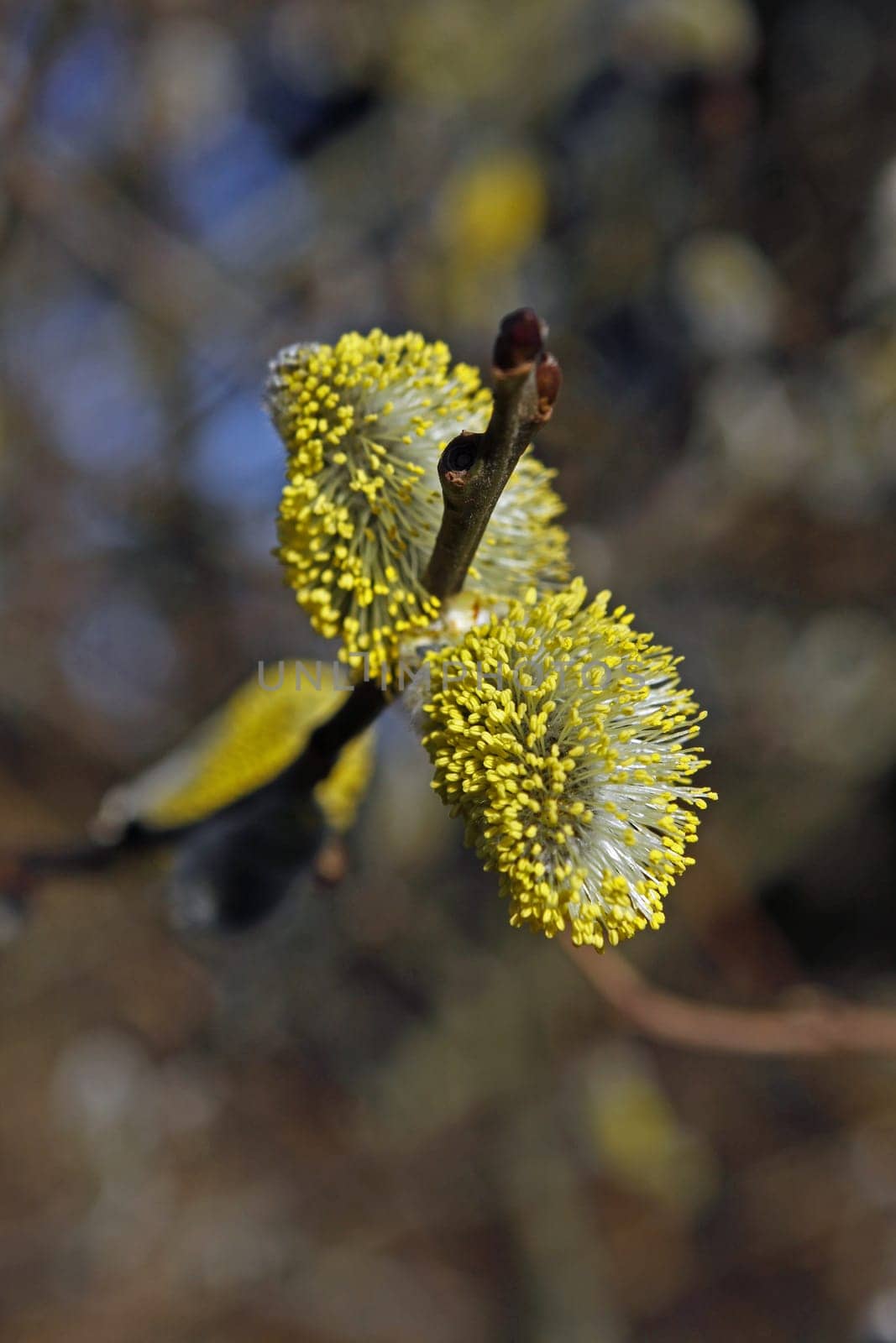 Willow catkin