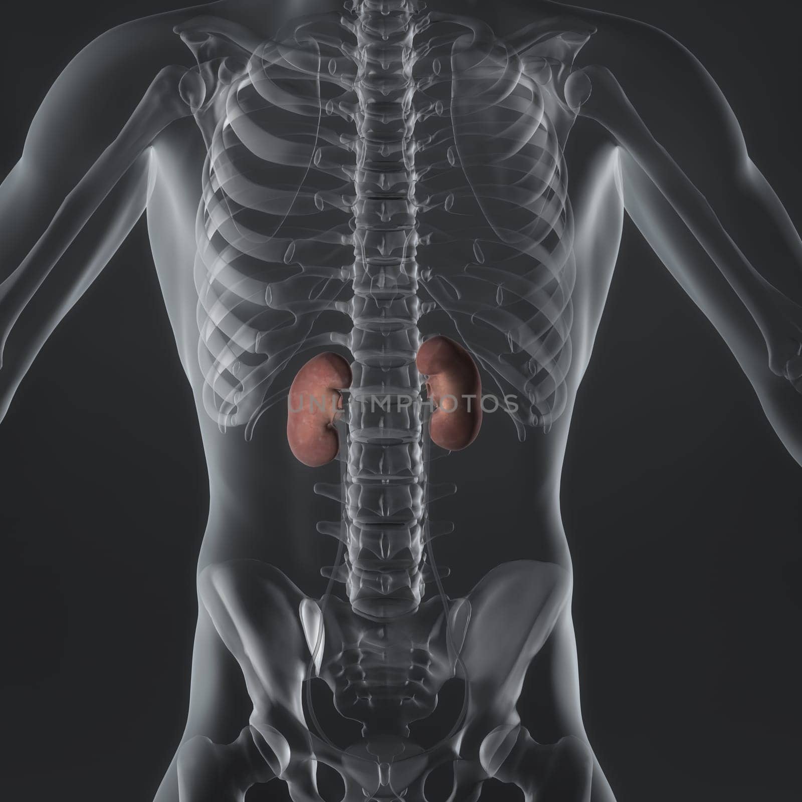 An Illustration of a man's anatomy showing the adrenal glands in an x-ray style.
