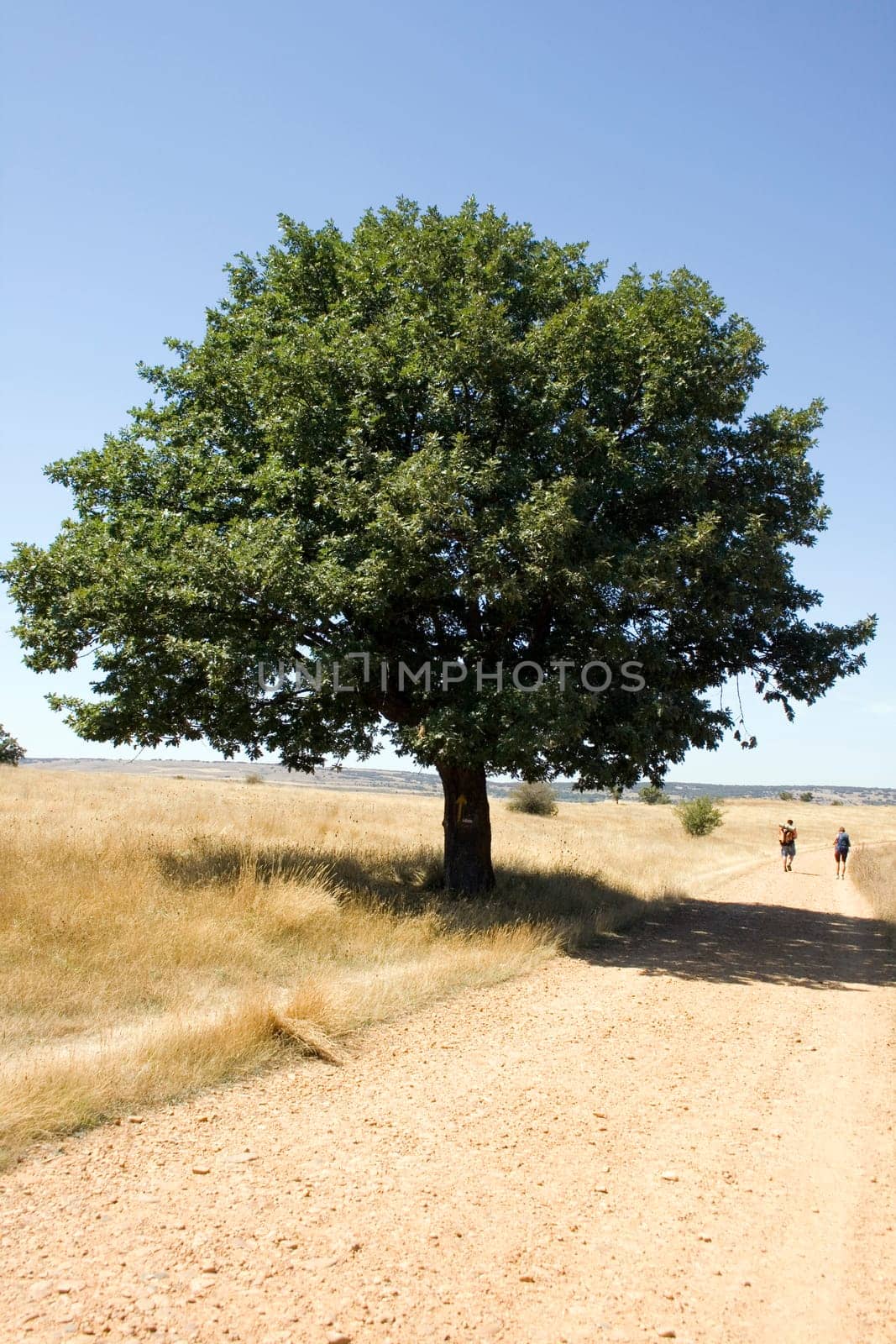 Pilgrims Way of St. James in the summer