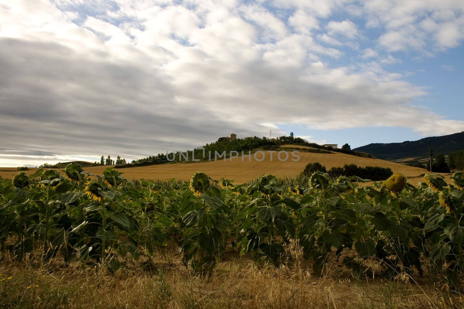 A lot of Sunflowers in spanish countryside