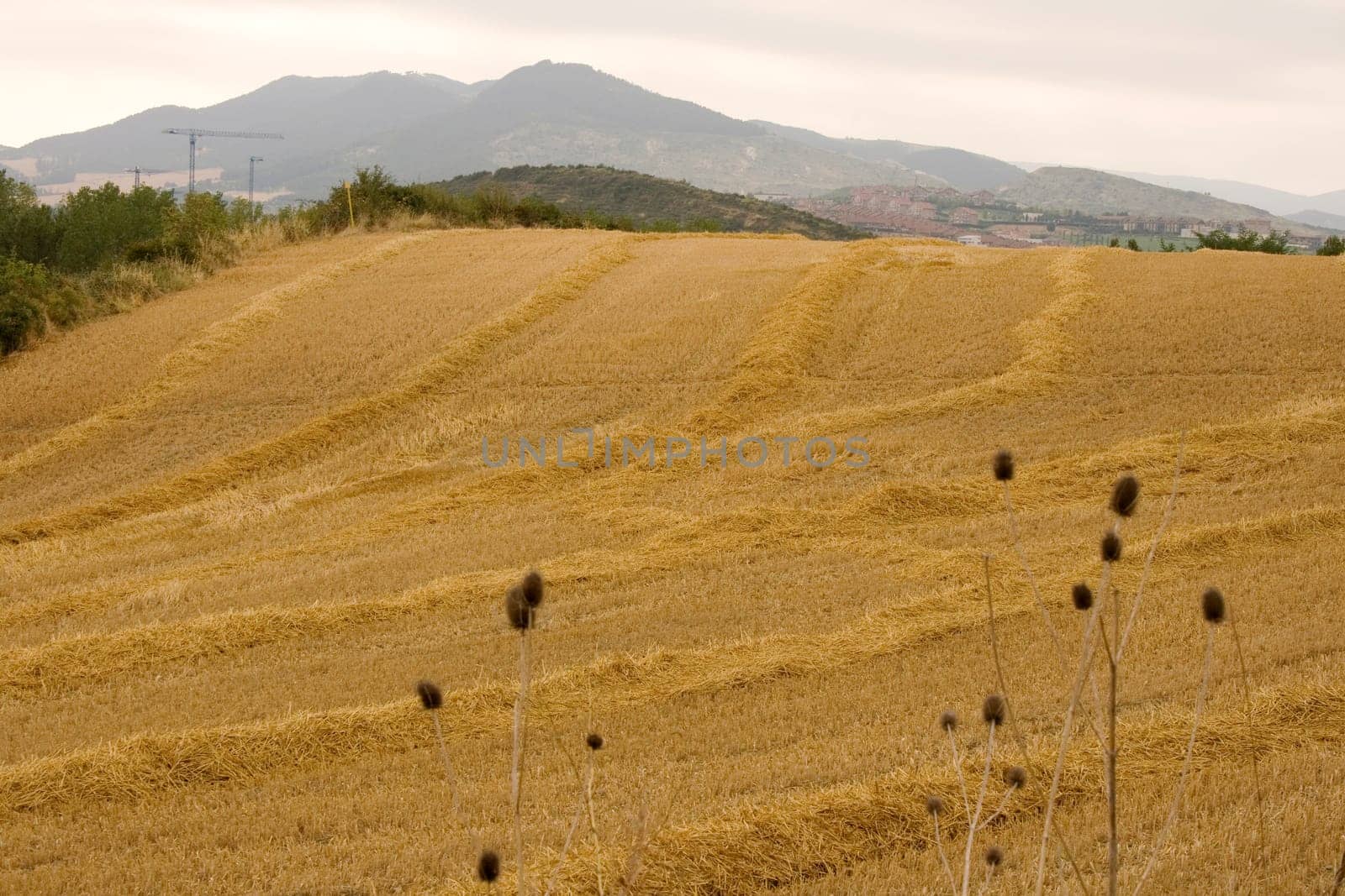 View of the Spanish countryside in the summer