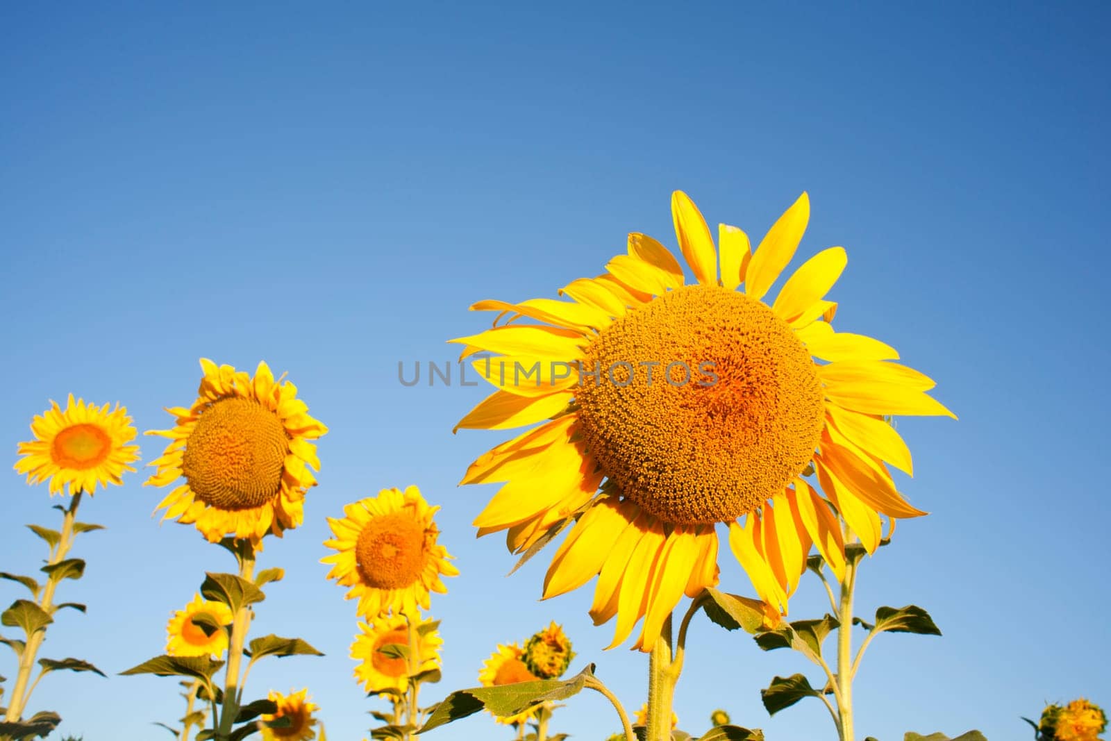 Sunflowers on the blue sky