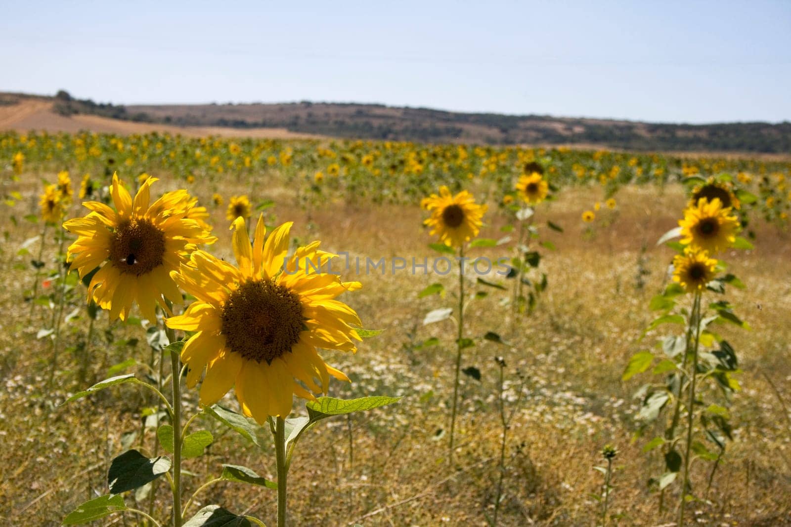 A lot of Sunflowers in spanish countryside
