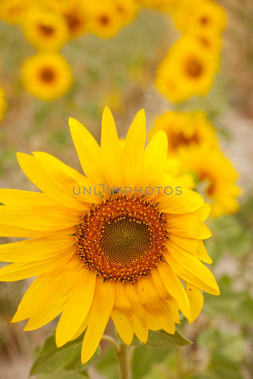 A lot of Sunflowers in spanish countryside