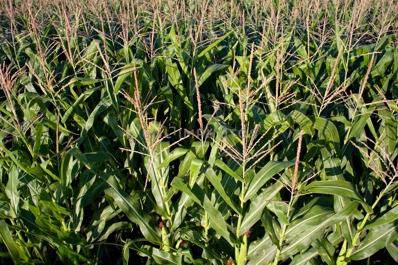 Corn field in the spanish countryside