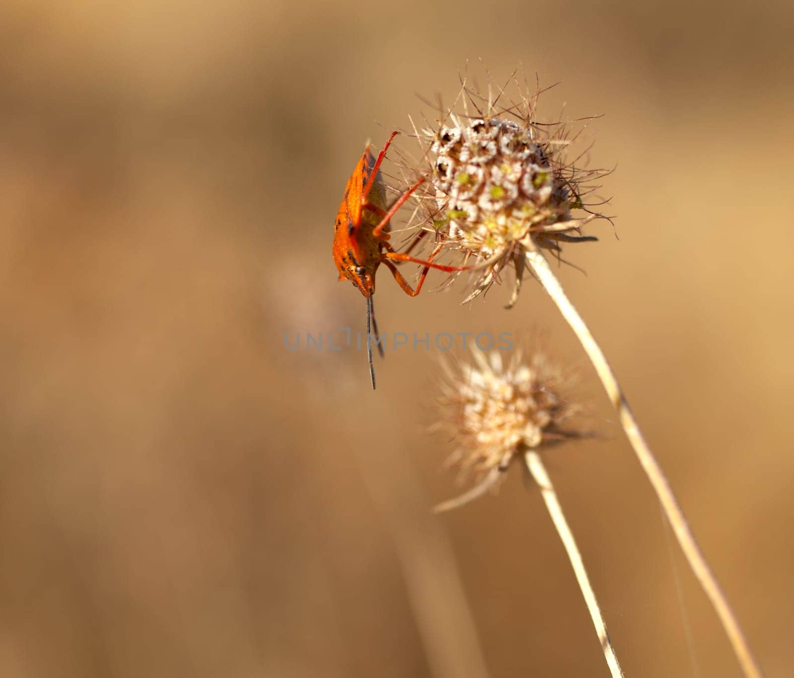 Insect on dried flower, spanish countryside